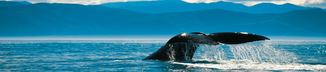 New Zealand